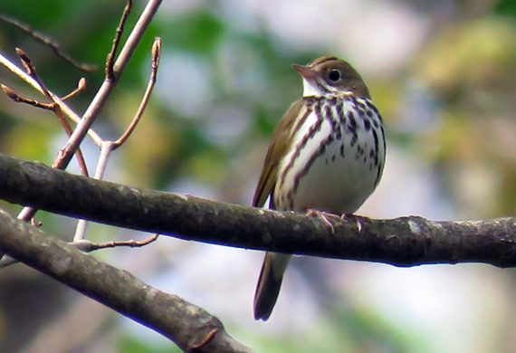 Ovenbird by Ventures Birding Tours